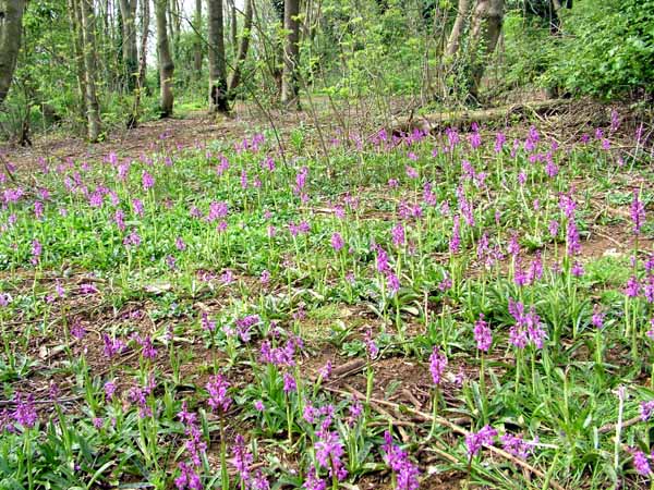  Image name: concordia4.jpg 
 width: 600 pixel 
 height: 450 pixel 
 Size: 115021 bytes 
 Click to enlarge 